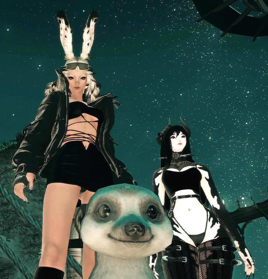 this fuckass meerkat